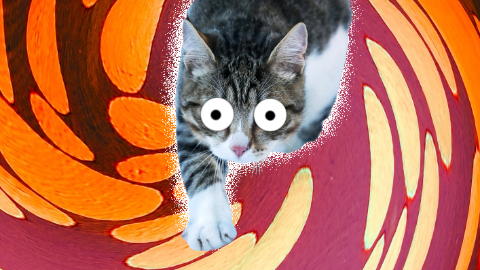 What type of breakfast cereal do cats prefer? Mice Krispies!