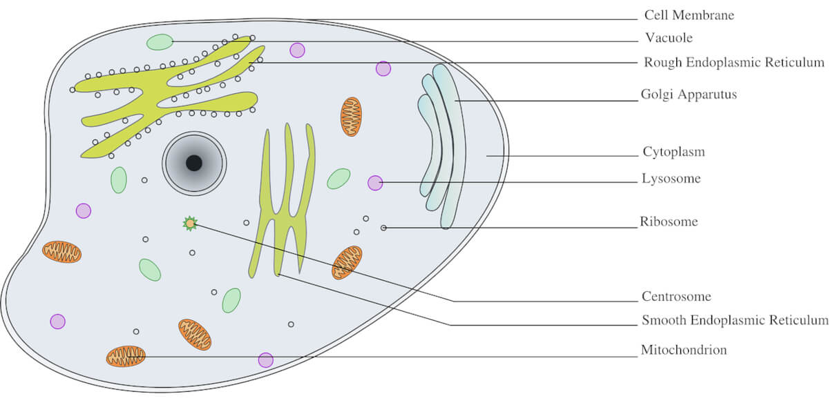 An animal cell with labeled organelles