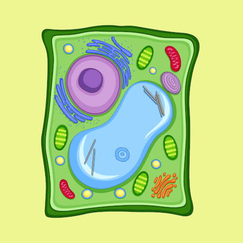 Plant Cell Facts for Kids