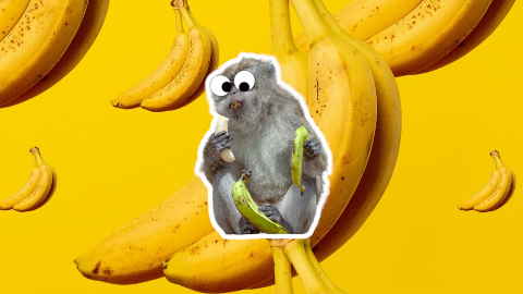 Did you know people eat more bananas than monkeys? I can't remember the last time I ate a monkey...