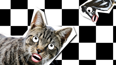 What do cats say before winning a game of chess? Check meowt!