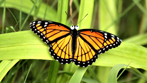 What do you call a fly that lives on a dairy farm? A butterfly!