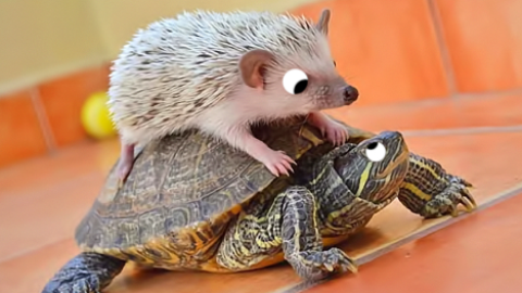What do you call a hedgehog riding on a turtle? A slowpoke!
