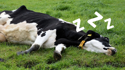 What do you call a sleeping cow? A bulldozer!