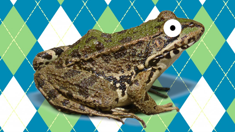 What do you call a toad that gets stuck in the mud? Annoyed and unhoppy!