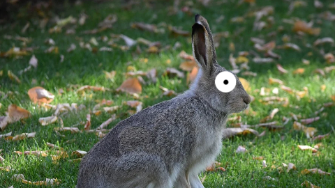 What is a rabbit's favorite restaurant? IHOP, of course!