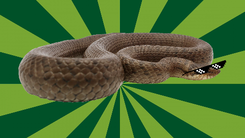 What's a snake's favorite letter? The letter 'Q'! Okay fine, you're right it's the letter 'S'...