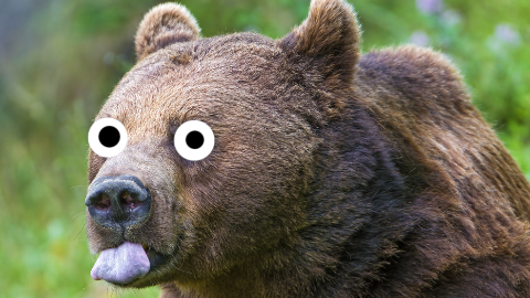 What should you do if you find a bear in the bathroom? Run away and close your nose!