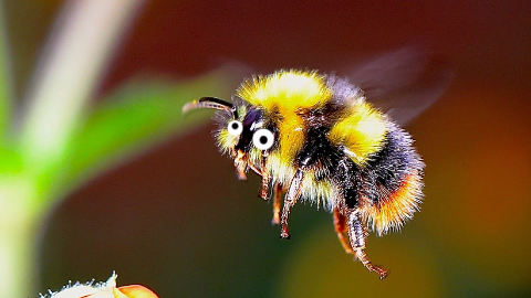 Which insect is the smartest of all? The spelling bee!