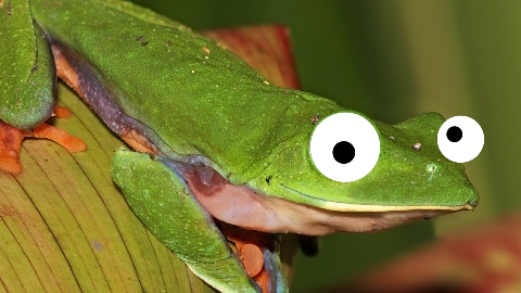 Why are frogs always so carefree?  They just eat whatever bugs them!