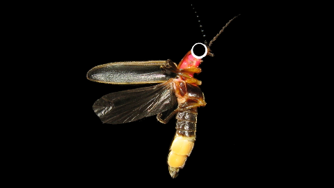 Why did the firefly do so well in school? It was very bright!