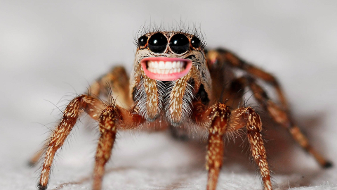 Why did the spider buy a computer? It wanted to browse the web!