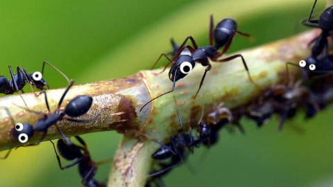 Why do some insects have so many cousins? They have so many ants and uncles!